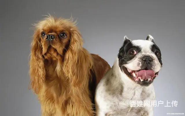 嘉兴海盐宠物托运 （小猫小狗邮寄）国内国际活体运输 上门接送 - 图片 1