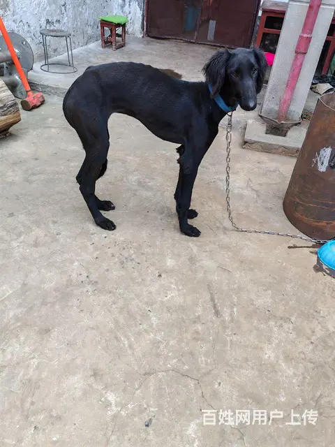 陕西细犬四个月母 - 图片 1