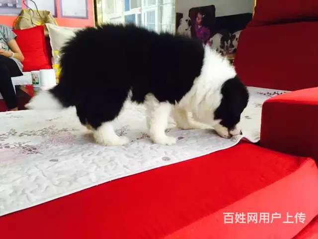 辽阳卖边牧的养殖场，养殖场边牧一般卖多少钱 - 图片 6
