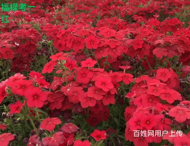 _哈尔滨绿中绿草种公司 - 图片 3