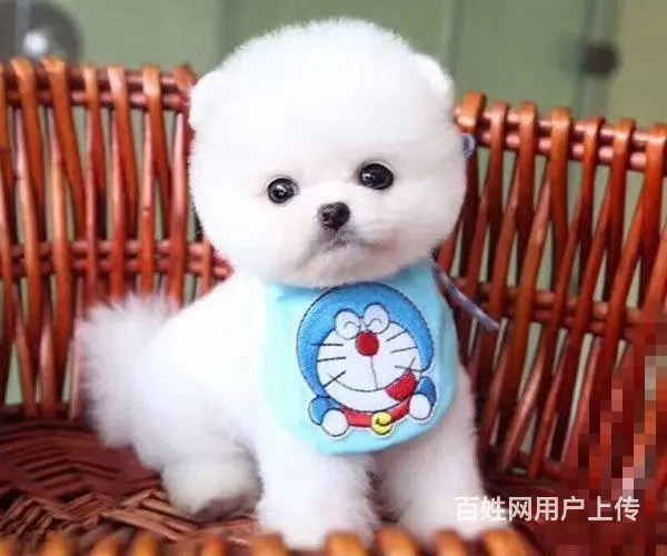纯种哈多利博美犬 纯种球体白色博美幼犬供您选 - 图片 9