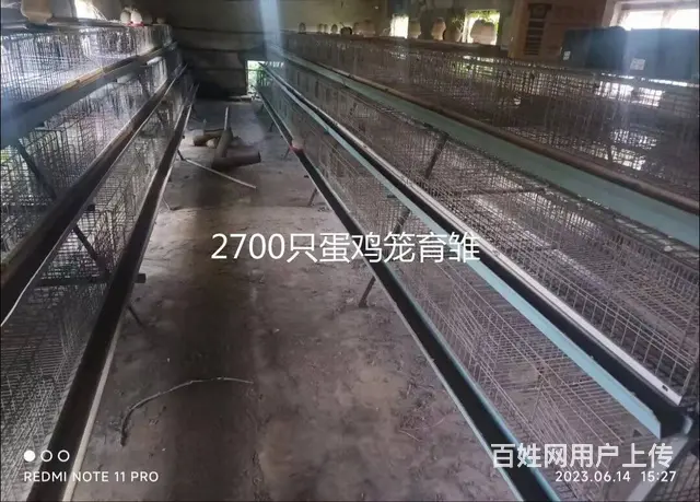 闲置蛋鸡养殖设备一套 - 图片 5