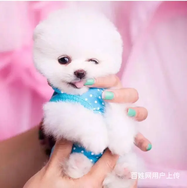 纯种哈多利博美犬 纯种球体白色博美幼犬供您选 - 图片 6