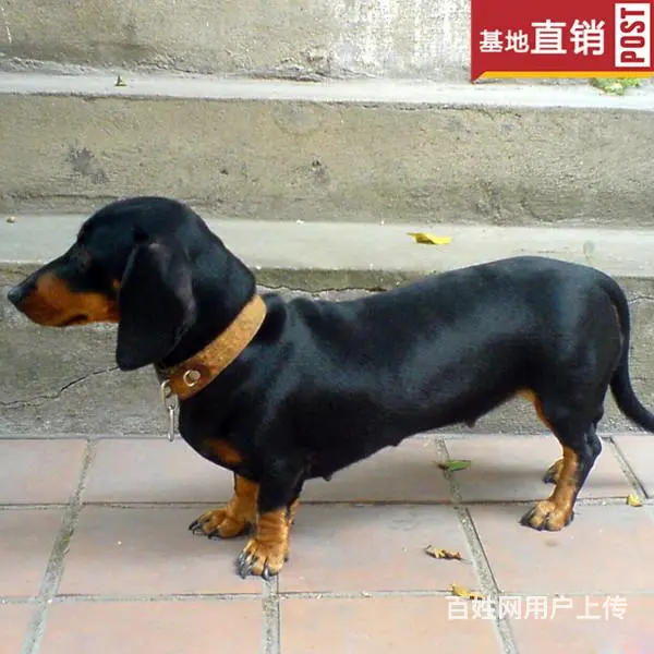 吕梁【十年老店】常年繁殖优质血统腊肠犬幼犬 - 图片 9