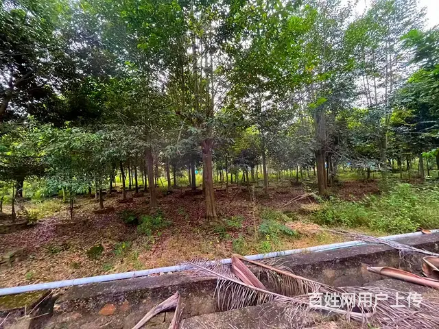 从化区鳌头镇有180亩平地绿化场苗圃场整体转让 - 图片 4