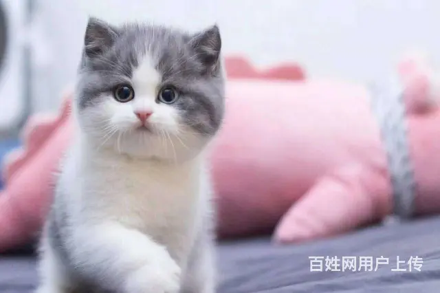 哪里有短毛猫卖的 纯种健康 短毛猫有什么习惯 - 图片 3