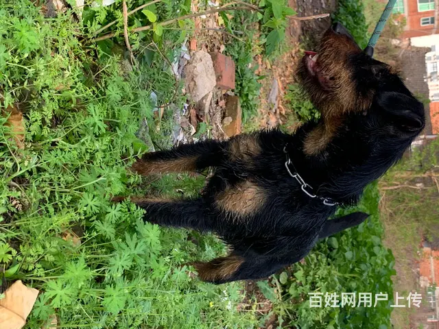 高品质纯种德国猎梗犬 - 图片 2