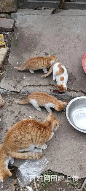 家猫 - 图片 4