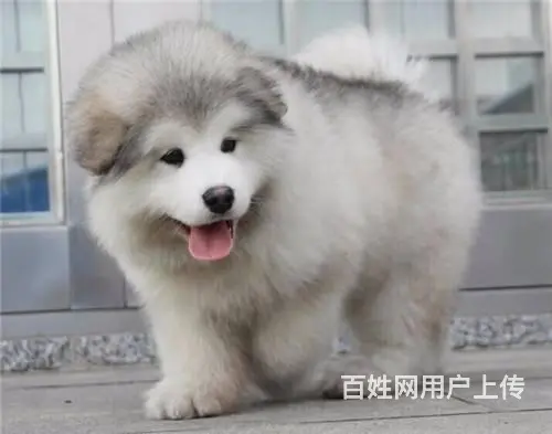 宿州出售纯种大骨架巨型阿拉斯加犬 阿拉斯加犬图片 - 图片 1