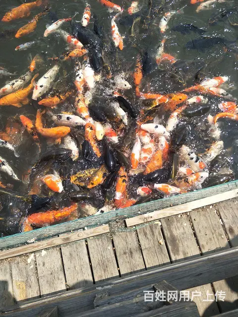 英语家教 - 图片