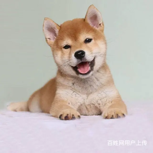 精品日系柴犬幼犬 血统纯正健康保障 市区可送上门 - 图片 2