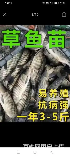出售各种鱼苗 - 图片 3