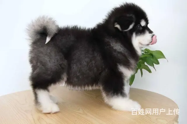 纯种阿拉斯加幼犬 黑十字架脸,大骨量大毛量犬舍直销 - 图片 7