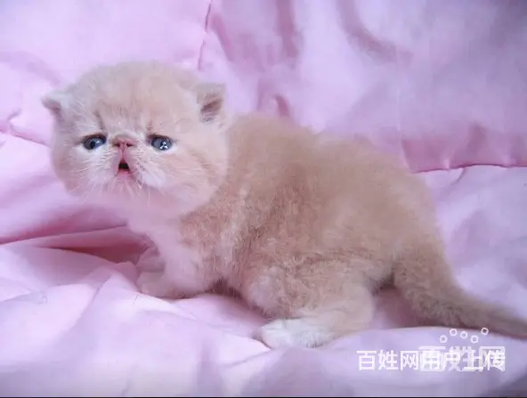 猫舍繁育出售 加菲猫 蓝猫 蓝白 暹罗幼猫 全国飞 - 图片 2