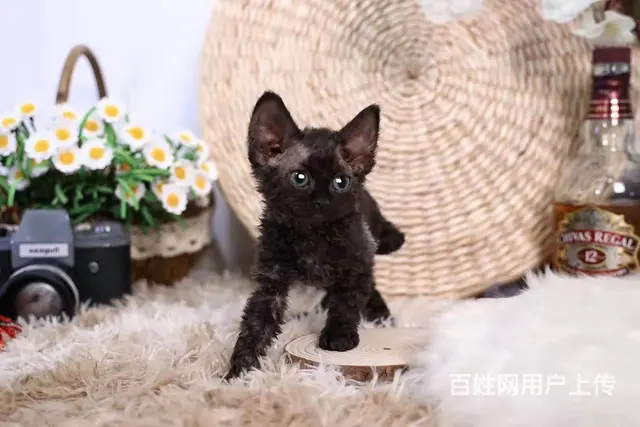 哪里有德文卷毛猫卖的 卷毛猫多少钱 卷毛猫好养吗 - 图片 4