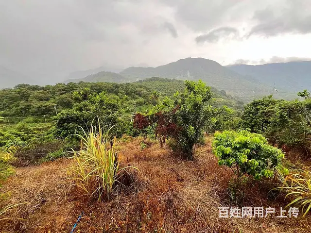 从化区温泉旅游区附近70亩果园休闲庄园整体转让 - 图片 12
