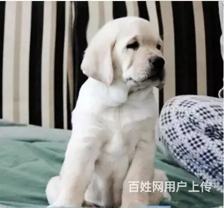 精品拉布拉多 低优惠价出售 质量三包 品质优越 - 图片 8