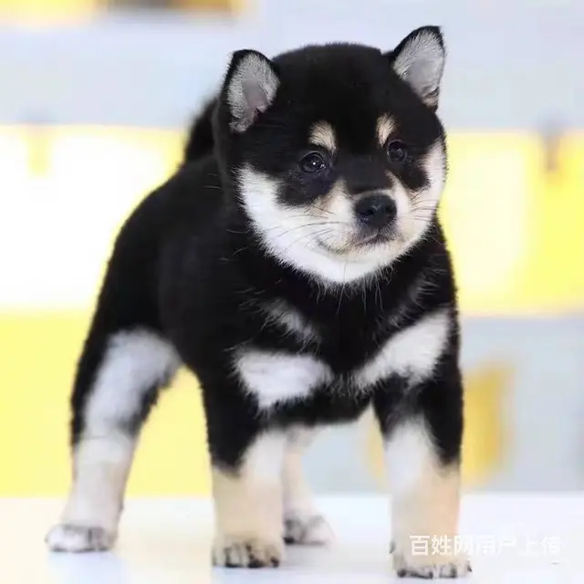 日本柴犬出售 冠军品质 赛级血统 签协议 - 图片 3