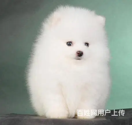 球体博美犬 哈多利系博美犬 纯种博美犬出售 - 图片 3