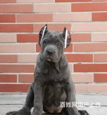 精品卡斯罗 保纯保健康 疫苗和驱虫均已做完 可签协 - 图片 2