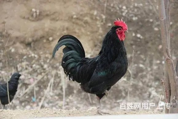 烟台跑山鸡苗 烟台九斤红鸡苗 烟台红玉鸡苗 - 图片 5