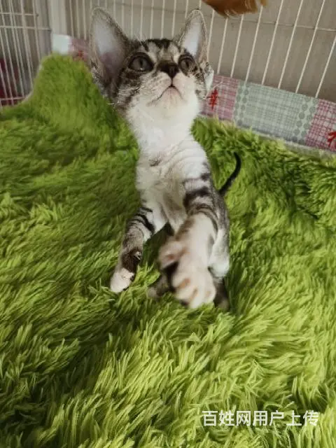 【搞定了！】德文卷毛猫 - 图片 1