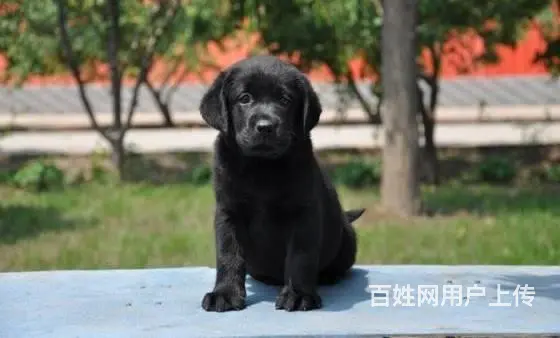 出售赛级拉布拉多犬纯种拉布拉多价格哪里卖拉布拉多 - 图片 5