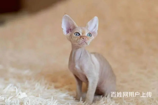 德文卷毛猫价格 德文卷毛猫成年体重 德文卷毛猫 - 图片 8
