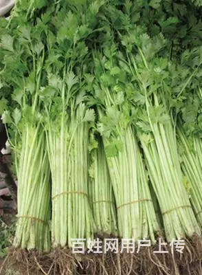 苏州农产品蔬菜批发配送 - 图片 3