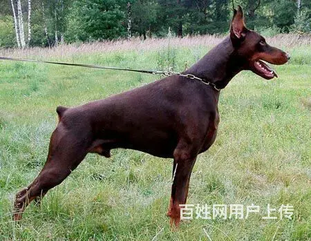 【货到付款】阿克苏杜宾犬哪里有 完美杜宾血统赛级挑选 - 图片 3