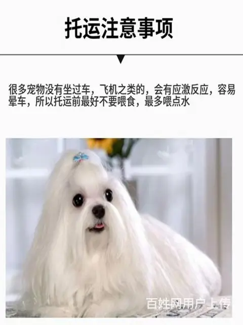 吉林宠物托运 （猫狗活体运输）宠物快递至全国 - 图片 3