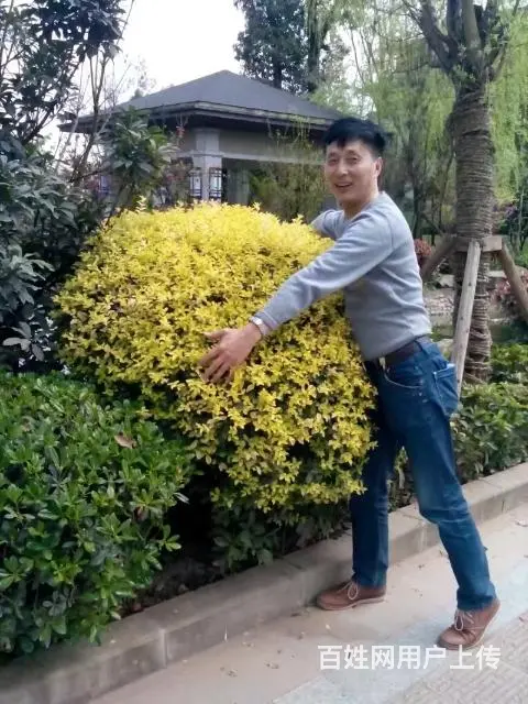 征婚 - 图片 2