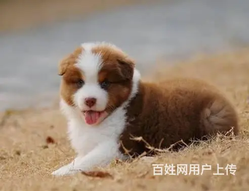 边牧 出售边境牧羊犬幼犬 疫苗三针做齐 - 图片 3