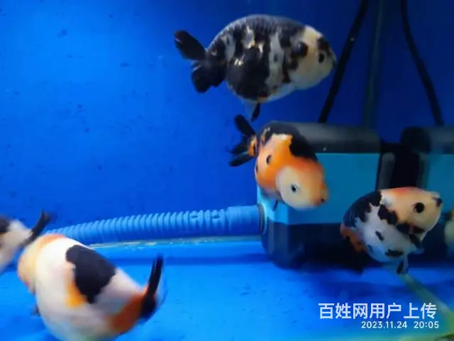 打包出5条精品兰寿，280元，自来水养大适合鱼友家养，尺寸7 - 图片 7