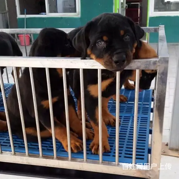 辽阳买一只罗威纳大概要多少钱，罗威纳犬舍地址 - 图片 8