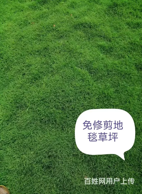 抚顺顺城名气大的灌木今日报价 - 图片 2