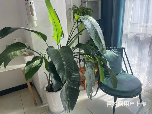 总部新城15号楼11层，适合开民宿的老板，接手即可开张 - 图片 4