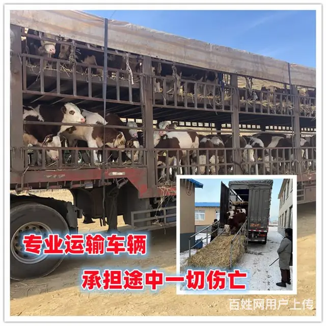 300斤 西门塔尔基础母牛 现在什么价钱 - 图片 2
