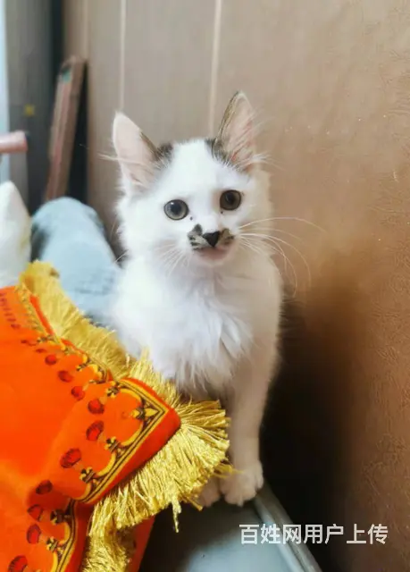 【搞定了！】免费领养长毛衔蝶奶牛2个月已经驱虫洗澡猫三联 - 图片 1