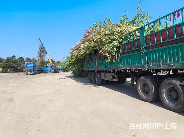 出售沈阳本地红枫 - 图片 4