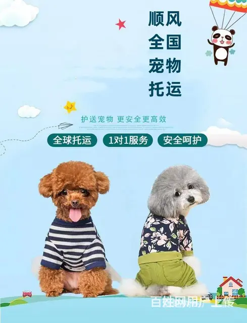 今日/推荐) 常州市出发到全国宠物托运/猫狗全程专人看护 - 图片 6