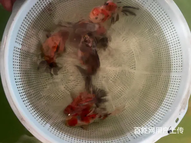 出售元宝鎏金，元宝泰狮，花泰狮 - 图片 6