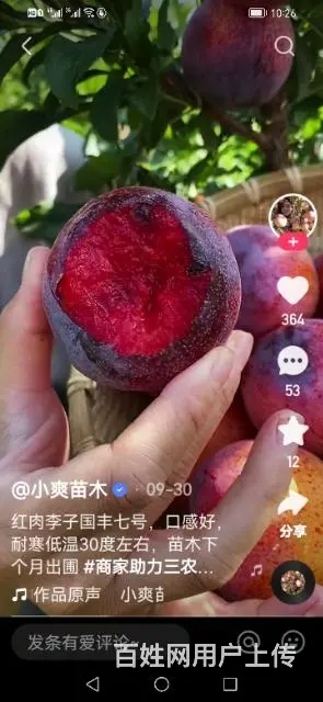【搞定了！】出售国峰7号李子树苗 - 图片 10