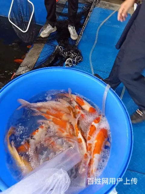 苏州永乐锦鲤养殖场常年批发零售锦鲤鱼量大从优 - 图片 6