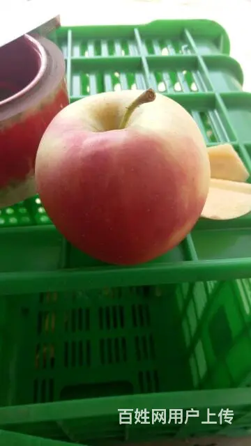 供应各种优质果树苗 - 图片 8
