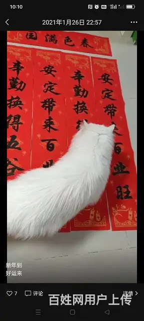 【搞定了！】健康猫咪粘人狮子猫 - 图片 3