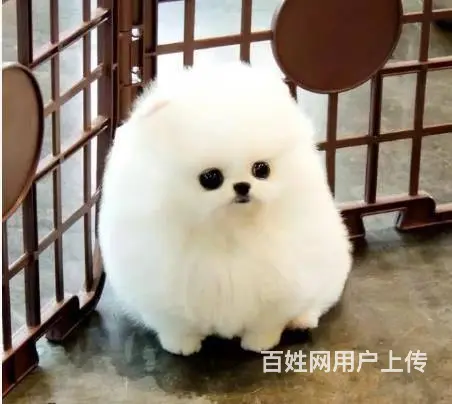 纯种赛级博美幼犬、包健康现场检测、不纯全额退款 - 图片 4