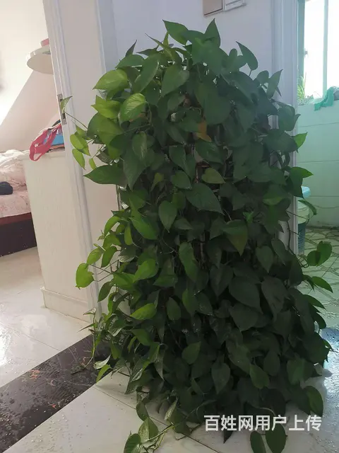 转让自养的花卉 - 图片 1