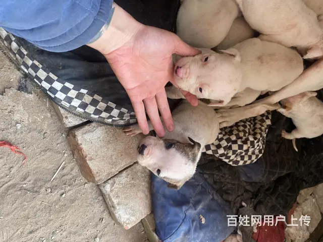 抱窝优惠 - 图片 2