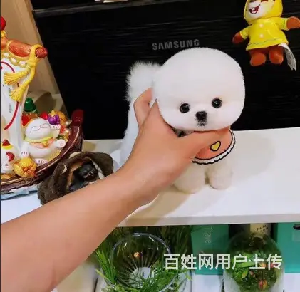 纯种博美 品相好，质量保证，价格合理又便宜，欢迎前 - 图片 7